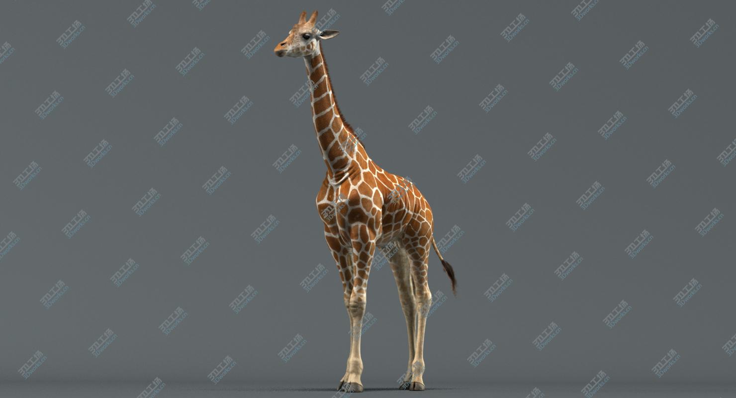images/goods_img/202105074/Giraffe (Animated) 3D model/3.jpg